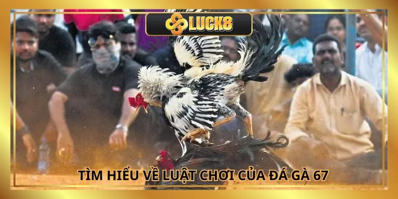 Luật đặt cược trực tiếp đá gà 67 rõ ràng trước trận đấu